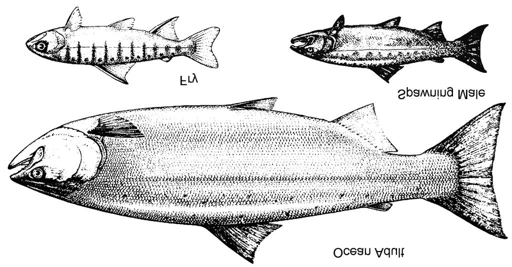 DFO Science Pacific Region Stock Status Report D6-02 (1999) Stock status of Skeena River coho salmon Background The coho salmon (Oncorhynchus kisutch) is one of six species of anadromous Pacific