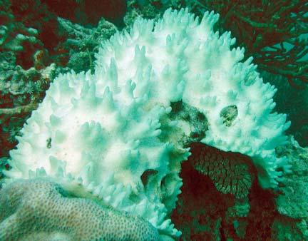 Some mortality appeared to be very recent and can be clearly attributed to coral bleaching as many corals were bleached and dying while the survey was in progress (Fig. 19).
