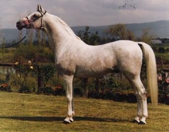 Breeds Arabian One of the oldest breeds in the world, they are known for their
