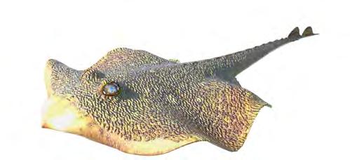 saltwater mobula mobular devilfish # f015 Elegant and brave