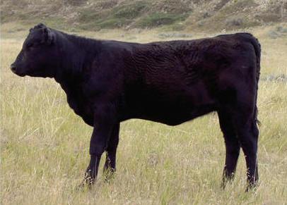 BEEF ENTRY FORM Beef Showmanship Beef Cows 2 Year Old Beef Steers Feeder Calf Under 700 pounds Market Steer 701 pounds & Over Beef Heifers ( split by