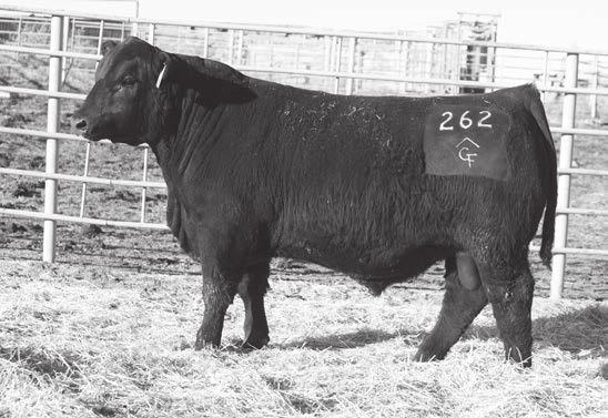 He has excellent performance, 123 marbling ratio, and he is a big footed, heavy boned, extra stout bull with a wonderful dam that always has one of our best calves.
