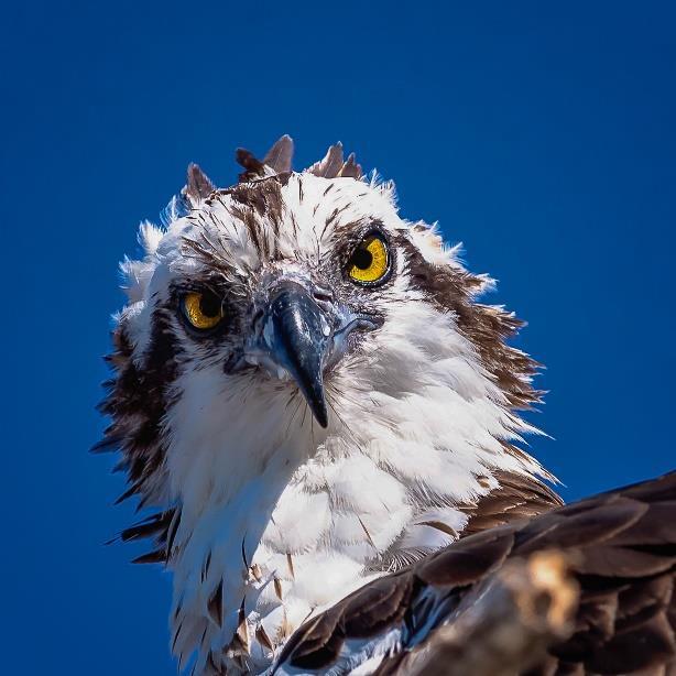 Osprey are sometimes called fish hawks because fish are the Osprey s favorite food to eat! Do you like to eat fish? Osprey. Photo by Brian Rivera Jr.