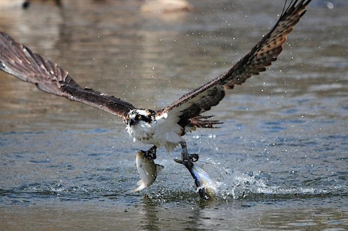 My mate and I hunt for fish in the water and feed our chicks so they can grow into strong Osprey, like me. Olivia, would you mind showing us your nest? I ve heard that Osprey nests can be pretty big!