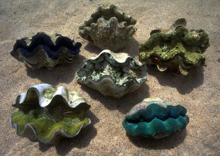 The importance of giant clam