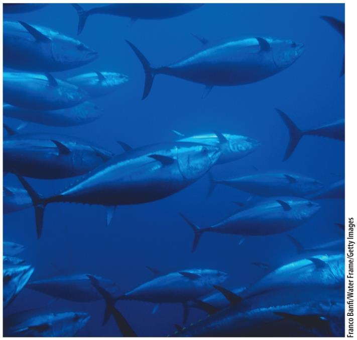 Visualizing Environmental Science The Ocean and Fisheries