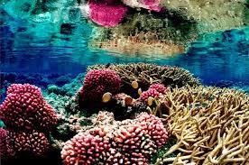 Major Ocean Life Zones Benthic environment The ocean floor, which extends from the intertidal zone to the deep ocean trenches Consists of sediments (sand and mud) Burrowing animals Bacteria, worms,