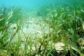 Major Ocean Life Zones Benthic environment Sea grasses Flowering plants adapted to live in sea water Quiet temperate, subtropical, and tropical
