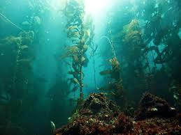 Kelps Largest and most complex of all seaweeds Brown algae Common in cooler temperate marine waters Primary food producers for kelp forest