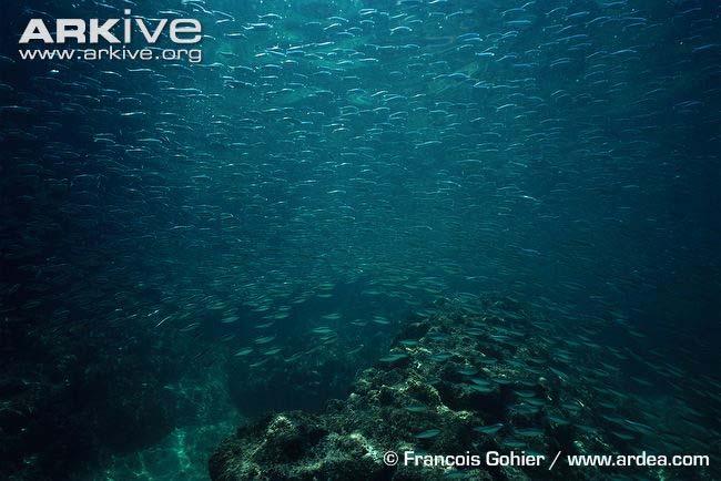 Pacific sardine