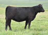5 45 78 22 45 Miss World is a female that was purchased through this sale as a bred heifer from Paradise Farms.