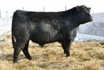Maternal sisters and brothers have sold exceptionally well and gone on to be very productive cattle.