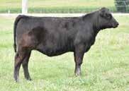 3 56 95 29 57 This attractive, very well balanced female is going to be a very profitable female as she matures and continues to produce the kind of cattle she has raised both this year and in 2017.
