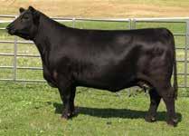 7 58 95 19 48 This is one of the easiest fleshing, high capacity females that we have had the fortune to work with in our years raising Angus cattle.