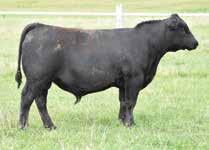This female does this as good as any, ranking in the top 10 % or better for WW, YW, SC and MARB, with multiple 50k progeny in the system. Her dam has been an outstanding donor at Bova Tech West.