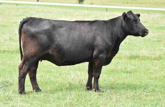 Bred Cow Gilchrist Farms 16 GF Dreaming 10D Female 1908980 GFA 10D April 1, 2016 DAMERON FIRST CLASS C&C MC INTOSH 2038 RAC WINNIE 7456 DEER PARK BLACKOUT 8W GF DREAMING 10A SDTRK DREAMIN IN BLACK 0.