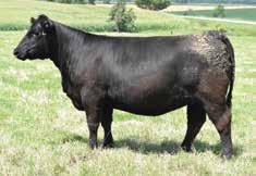 She sold a daughter last year in the 2017 In It To Win It Sale for $4,400 to Brad Beherrall.