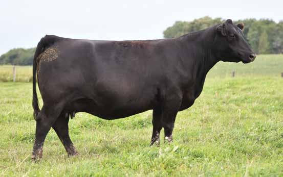 Bred Cow Gilchrist Farms 18 WILBAR Jennifer 318A Female 1756828 BW 318A March 5, 2013 S A V NET WORTH 4200 BAR-E-L