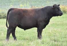 She is currently raising what is sure to be a featured lot in the spring Mid-Western Ontario Bull Sale sired by Mohnen South Dakota.