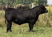 224 is a moderate frame, exceptionally good structured, awesome uddered, young female in the prime of her life. Just a three year old who is doing an incredible job on her bull calf.