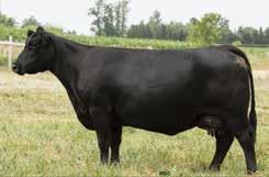A daughter was selected by Hasson Livestock in last year s sale and another very exciting daughter will be a feature in the 2018 Falls View Production Sale. 725 is a larger framed female.