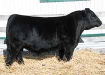 The dam of 4E, Bardetta 824U, is a never miss female that is closing in on $100,000 in natural progeny sales.