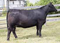 The Bardetta cow family has consistently produced high sellers for Paradise Farms year after year, including three maternal sisters that have sold to Premier Livestock and Hasson Livestock, Glen