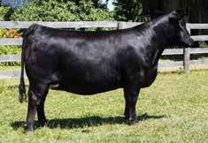5E is a full sister to one of the most impressive females to have ever been sold out of Paradise Farms, to Michelson Land & Cattle, Wheatland and Dudgeon Cattle Co.