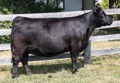 Angus breeders should really appreciate the pedigree this female has with bulls like, Final Product, Final Answer and Lookout backing her.