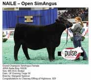 These progeny have been sold across Canada and into the US where many have become outstanding donors themselves. Arguably the most famous of all the daughters is JL Evening Tinge 8001.