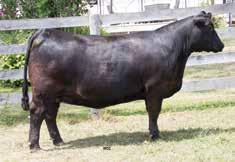 41E is a stout, square hipped, deep ribbed individual. The sire of 41E, Connealy Final Product, is a bull that has sired some of the most highly sought-after females in the breed.