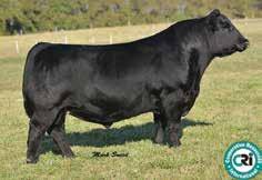 PVF Insight, the sire of 458E, has been a dominant sire for the breed, making cattle with look, numbers and high dollar values.