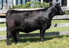 55E s sire, PVF Insight has been used heavily across North America, siring numerous high sellers, winners and females that are developing into fantastic cows.