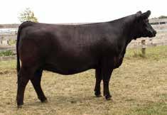 The sire of 6E, PFLC Bismarck 47Y has been used here at Paradise Farms for several years, leaving a quality set of replacement females.