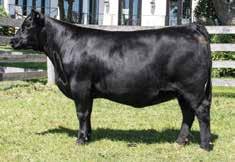 Her sire, PFLC First Class 124A was used here quite heavily and is a son of the $265,000 high seller, S A V First Class 0207.