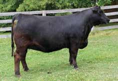 Her sire, PFLC Final Answer is an extremely good footed herd sire with the ability to sire very maternal type cattle.