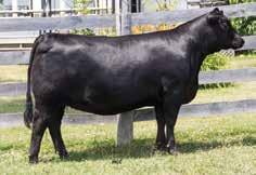The sire of 12E, PFLC Final Answer, has proven himself repeatedly to be our go to calving ease sire. The dam of 12E is an easy keeping, good uddered, good numbered daughter of GDAR Game Day.