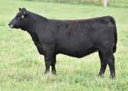 0 38 69 26 45 Stemming from the Rita cow family, who set the bar high in 2015 selling for $23,000. 166A s dam is a maternal sister to GFA 66Z.