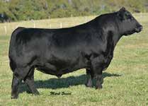 3 54 93 22 48 American Classic progeny are known for their style and power and Katy is no exception.