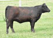 3 28 51 29 43 Sired by the great S A V Net Worth 4200, this female has been a low maintenance, docile individual that raises