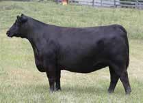 She is striking from the side and will command the judge s attention as she enters the show ring.