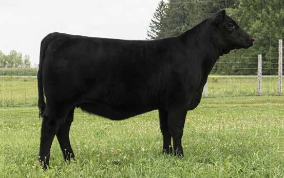 Heifer Calf dsmr stock farms & forty creek cattle co.