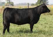 She is the type of cow that can raise a beautiful heifer calf or a stout bull calf. Her dam came directly from Schaff Angus Valley as a heifer calf.