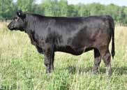 Net Worth progeny are known for adding tremendous performance and muscle shape while maintaining very attractive, feminine cows with great udders. AI bred to Musgrave Intel July 2, 2018.