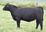She has been an outstanding producer raising two featured bulls in past midwestern Ontario bull sales as well as raising one of our most valued females in our herd.