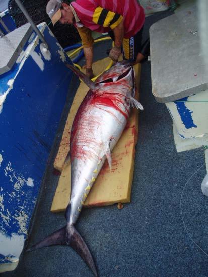 of the theoretical shape of that basket. A large swordfish (Fig. 8) was caught on the same set. Fortunately, there was a TDR attached adjacent to the branchline that was taken by the swordfish.