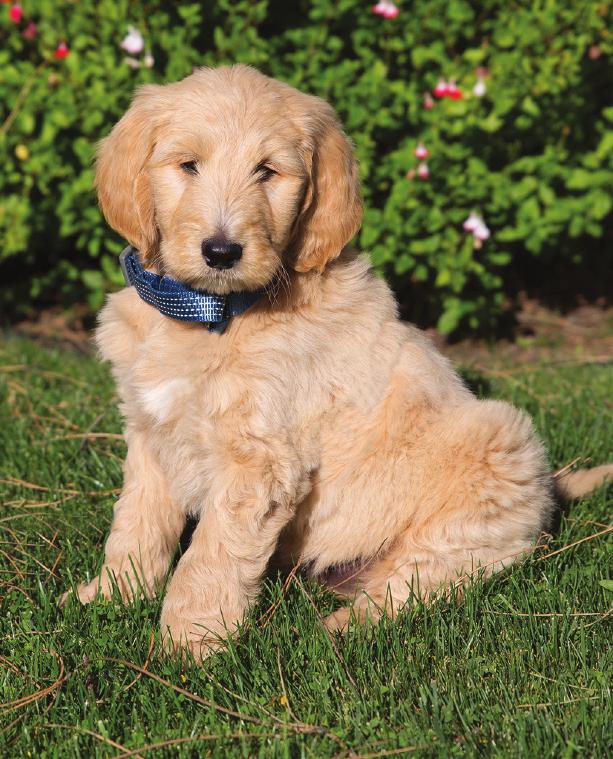 DUSTY THE GOLDENDOODLE Get ready for Chaminade s newest #dogsofinstagram member! Dusty the Goldendoodle was born on February 1, and he wants to come home with you.