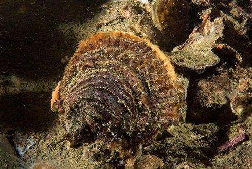 OYSTERS KNOWLEDGE GAPS Different species survival,