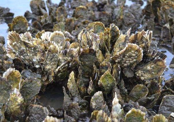 OYSTERS ECOSYSTEM SERVICES Oysters provide a