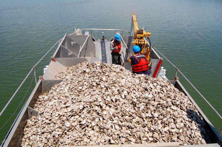 13 billion hatchery oysters planted on 351 acres worth of reefs.